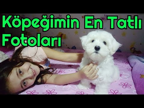 Kopegimin En Guzel Fotograflari Maltese Terrier Kopek Resimleri Youtube