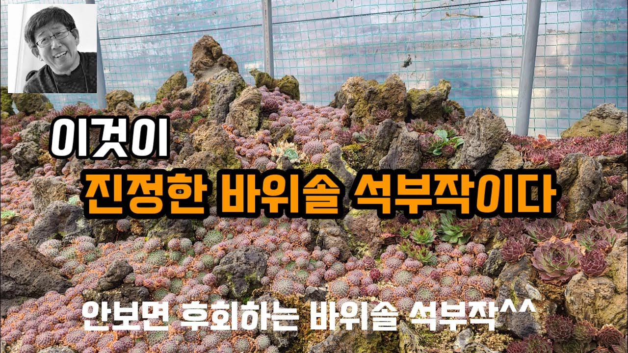 대한민국에서 제일크고 제일멋진 바위솔 석부작