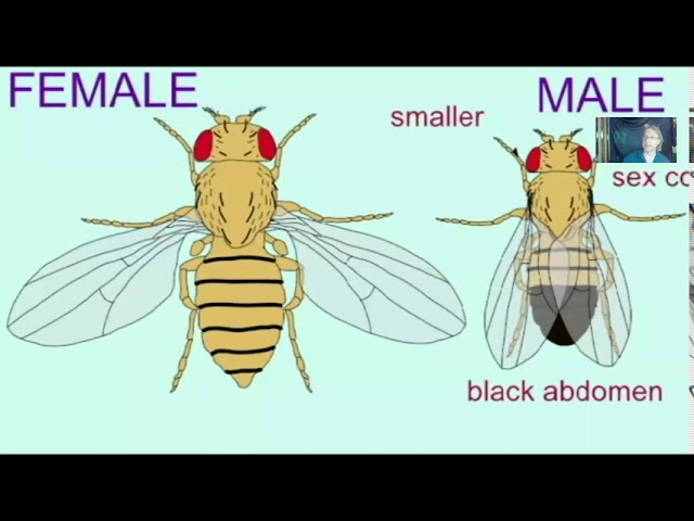 An introduction to fruit flies