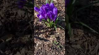 El Viento Pea Fuertemente Al Crocus Ruby Giant Tommasini Crocus Ruby Flor Grande Azafrán