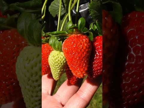 Video: ¿Qué son las fresas eternas? - ¿Cuándo crecen las fresas eternas?