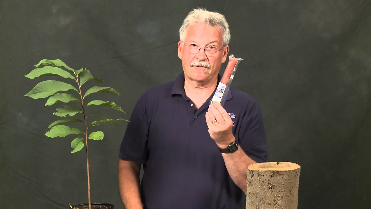 museums in london Pawpaw Trees and their Tasty Fruit: A Moment of Science