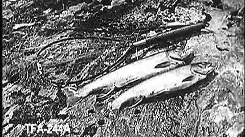 Squaretails of Drowning River, Northern Ontario (1920s)