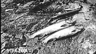 Squaretails of Drowning River, Northern Ontario (1920s)
