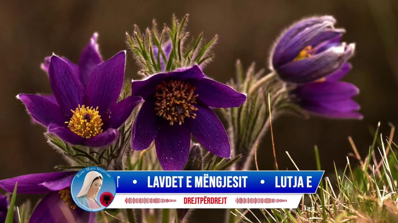 Lutja e mëngjesit, Engjëlli i Zotit & Lavdet e mëngjesit
