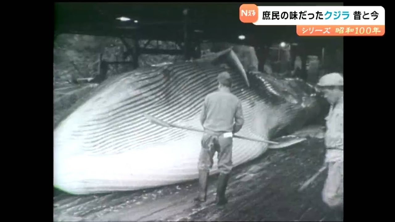 Retrospective of 100 years since the Showa era] Whale was once a