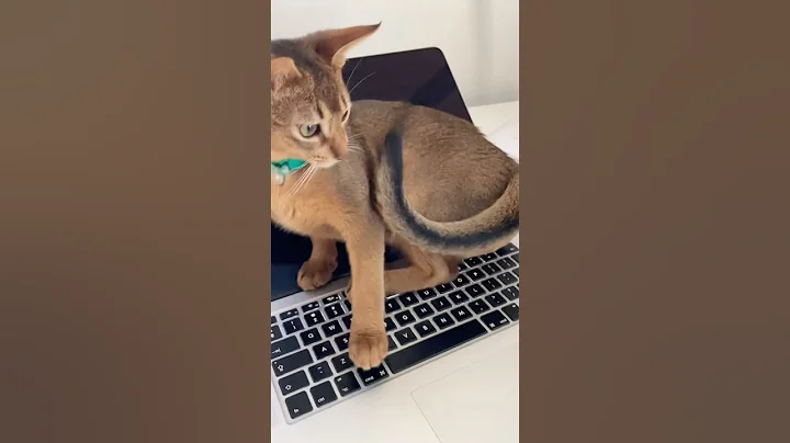 Watch the video about Foxy’s life Part2#catshorts #abyssinian #catlover #abyssiniancat #yourpet #cute #arabiancats