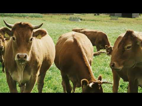 Video: Zemnieku Gaļas Liellopu Gaļa Podos Ar Neraudzētu Mīklu