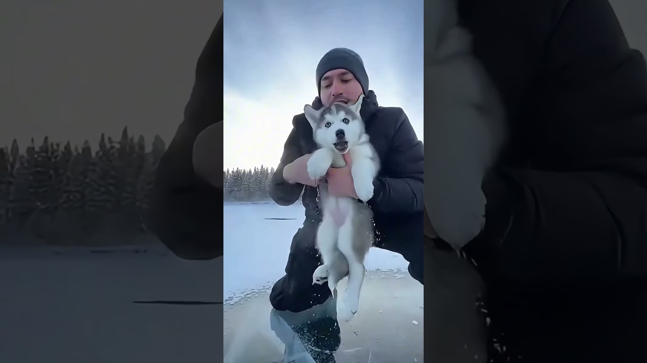 Husky Puppy Trapped Under Frozen Lake Ice Bare-Handed Rescue Caught on Camera ❄️🐕