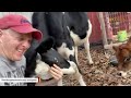 Nobody wanted this cow. Then she met the man of her dreams.