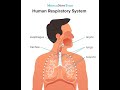 R Programming: Introduction to Variables -- Poiseuille's Law and Trachea Air Flow Example