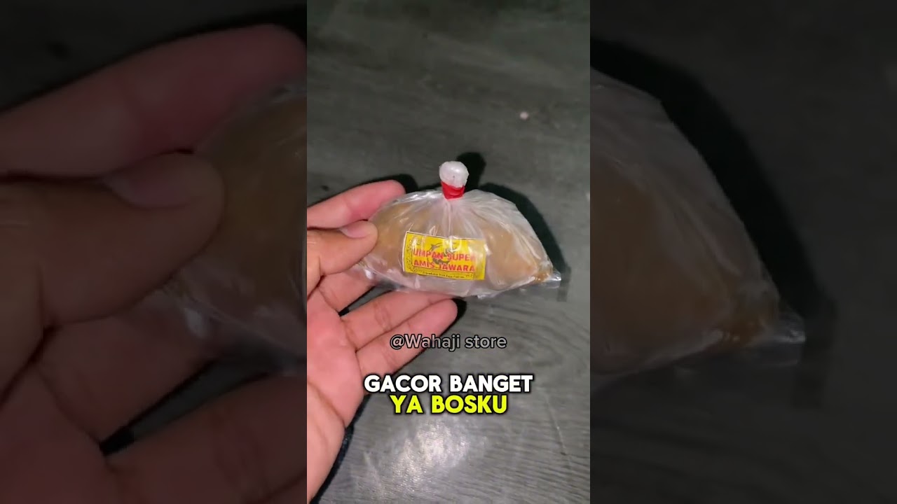 Essen cabe sereh melati berulah terus bosku mantap💯🎣  