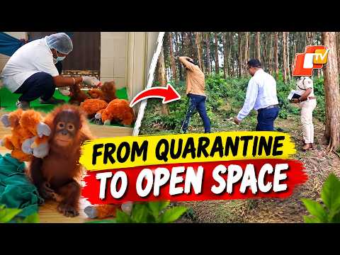 Big Update On Rescued Orangutans | Open Enclosure Move Planned