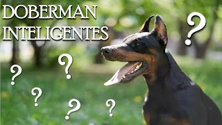 INTELIGENCIA DEL DOBERMAN