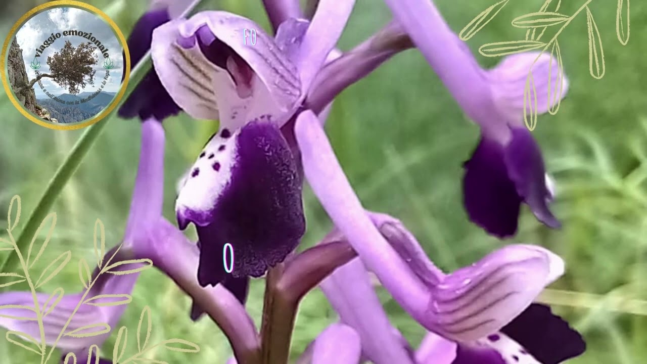 Il Cedro del Libano e le orchidee del Sarcidano. The Cedar of Lebanon and the orchids of Sarcidano.