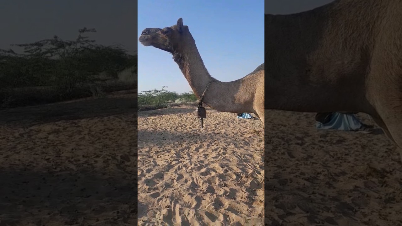 ترجمو:قافلة الجِمال المُبتهجة من صحراء تهر تتجه نحو الغابة.  - 