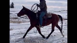 Download Lagu JA Gusto Sum Hickory “Gusto” sells April 13th at the Top Gun Horse Sale in Ponoka AB. MP3