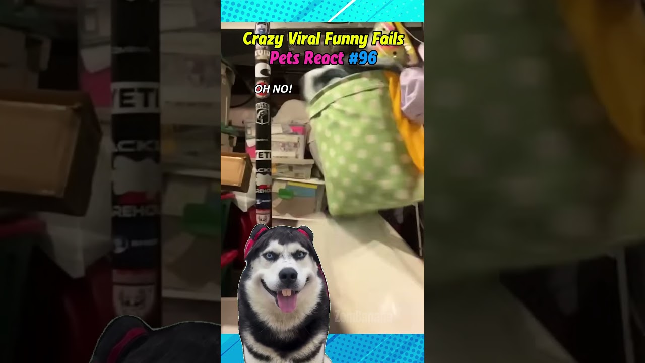 Crazy Viral Fails With Pet Reactions 96 