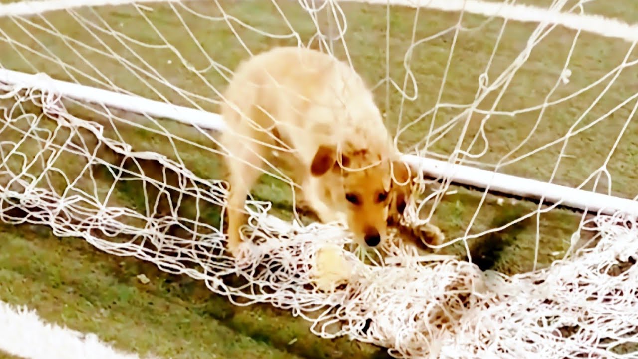 Rescue the Dog | Soccer Nets - YouTube