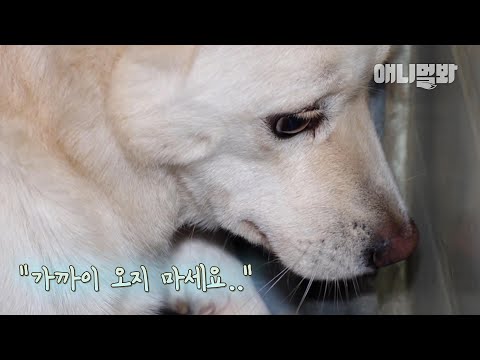 &amp;<strong>quot</strong>;이 강아지는 지금 믿었던 주인한테 발등 찍혔다고 생각하는거에요..&amp;<strong>quot</strong>;ㅣDog Can Feel Betrayed While You&amp;#39;re <strong>Not</strong> Noticing