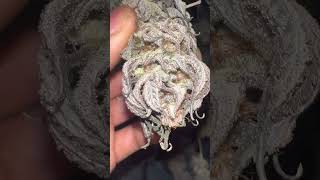 Drying cannabis 2023
