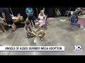 Angels of Assisi holds 2026 Summer Mega Adoption Event