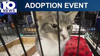Angels of Assisi holds 2026 Summer Mega Adoption Event