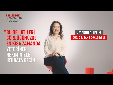 Video: Sadece seni çok seven ve asla terk etmeni istemeyen 21 hayvan