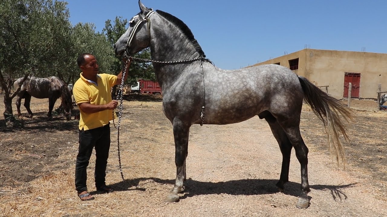 حميد طيكطوك محيح ف اسطبل دريس ب مكناس