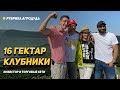 16 га Клубники при помощи Инвестора. Работа с торговыми сетями