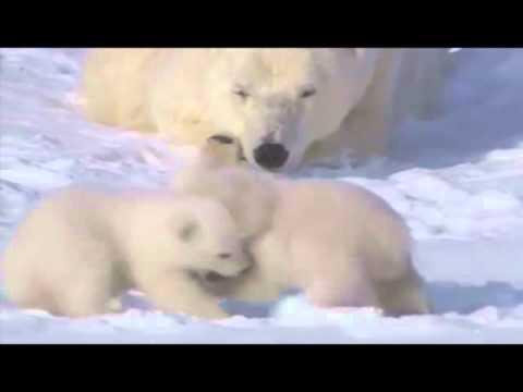 Слушать песню заплутали мишки заплутали. Мишки белые заплутали. Слушать песню заплутали мишки заплутали. Заплутали мишки заплутали ноты. Слушать песню заплутали мишки заплутали.