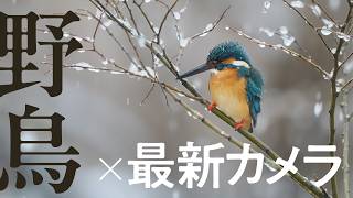 How the Latest Cameras Changed "Wild Bird Photography": Yoshifumi Yamada and Takanori Sugawara Sh...