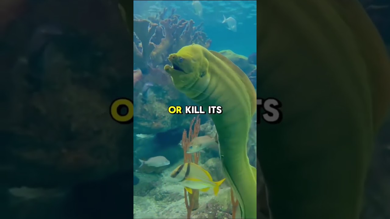 Top 5 Most dangerous predators in Amazon rainforest