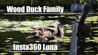 Family of Ducklings - Insta360 Luna Ultra - Wildlife Photography Test