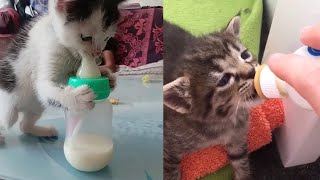 kittens bottle feeding cutest moments by One Minute pets 7,095 views 2 years ago 4 minutes, 34 seconds