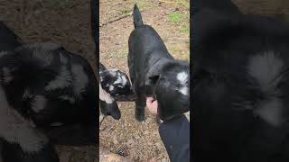 Who Else Loves Bottle Baby Goats? They Are Adorable!