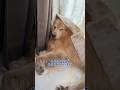 被害ワンの会代表 #大型犬 #ゴールデンレトリバー