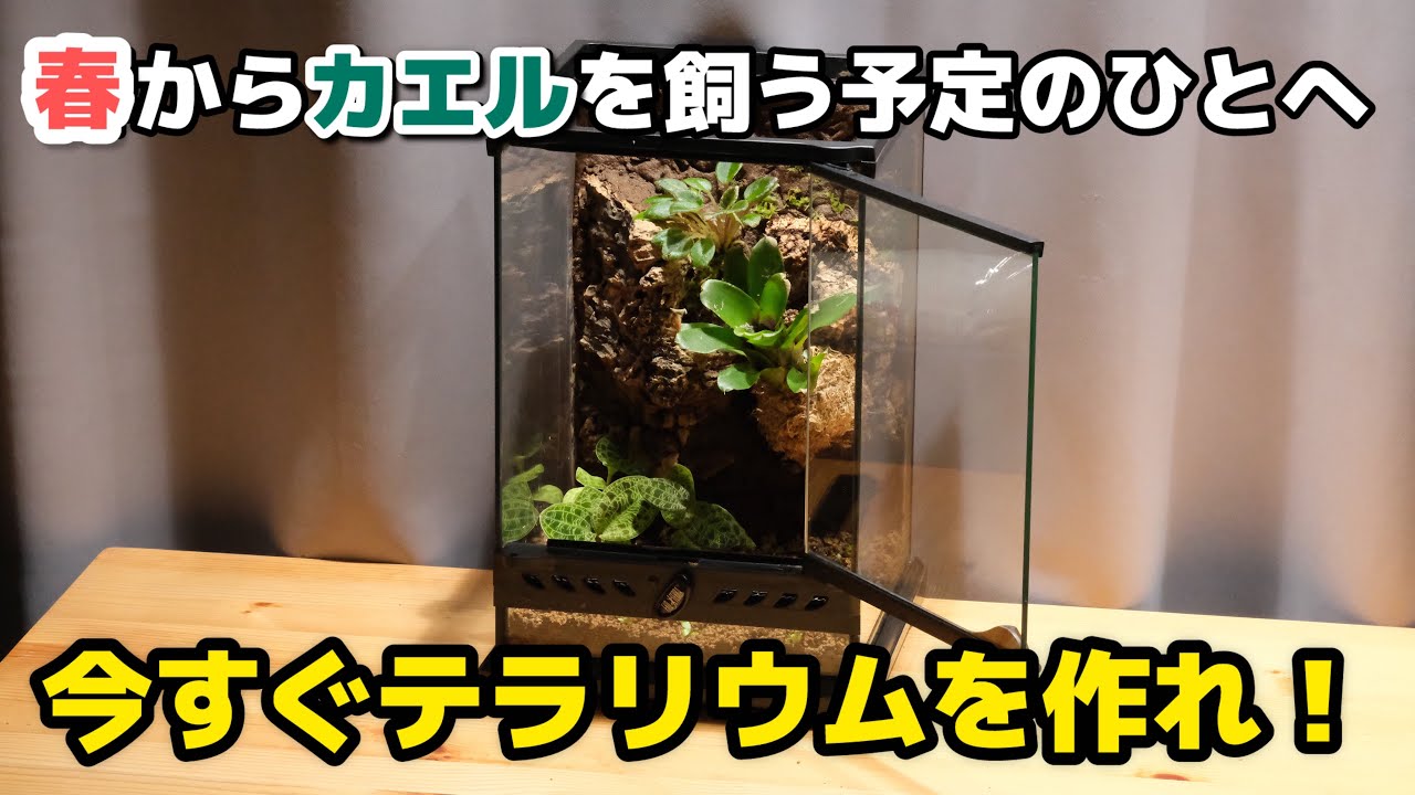 【今やるべき】カエルのお迎えと同時にテラリウムを作ってはいけない理由を実演しながら教えます