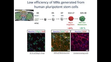 Pluripotent stem cells to explore mechanisms and treatments of neuromuscular diseases