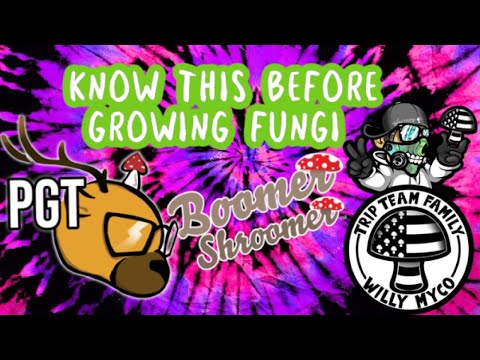 Answering your mushroom questions | Willy Myco, Philly Golden Teacher & Boomer Shroomer