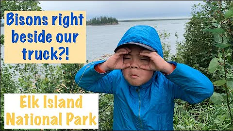 Bisons beside our truck?! | Elk Island National Park