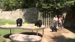 Desde el Zoológico: La pereza del osos