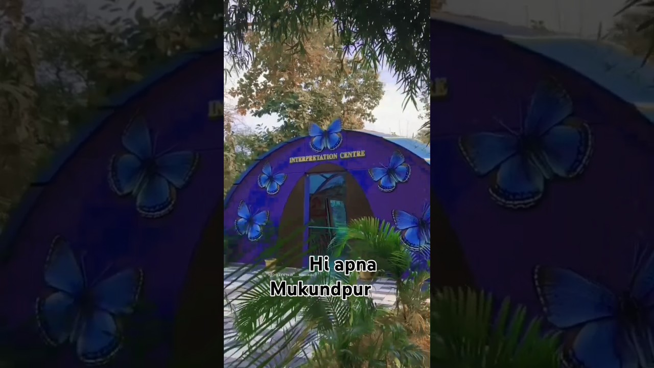 White tiger safhari safari zoo Mukundpur  🐅🐯