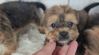 Sweet Shorkie puppies Gus,Gucci ,Griff &Grim are available for adoption.