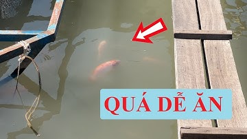 CÂU NHẤP CÁ ĐIÊU HỒNG XUNG QUANH KẸC BÈ TRÊN SÔNG MEKONG