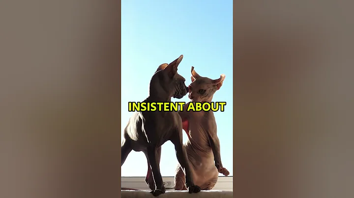 Watch the video about 3 Rudest Cats Breeds #shorts