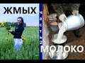 Как поднять молоко 2 часть - результаты!