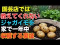 【裏技公開】ジャガイモはこの方法で一年中自宅で育てて収穫できます【家庭菜園】【園芸】【60代】【初心者】