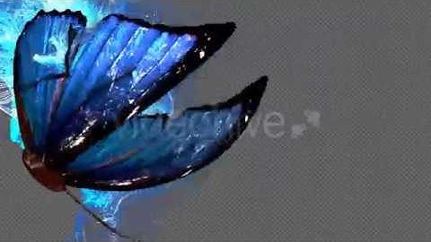Blue Butterfly Particle Trailing Flying Transtion V3 Motion Graphics