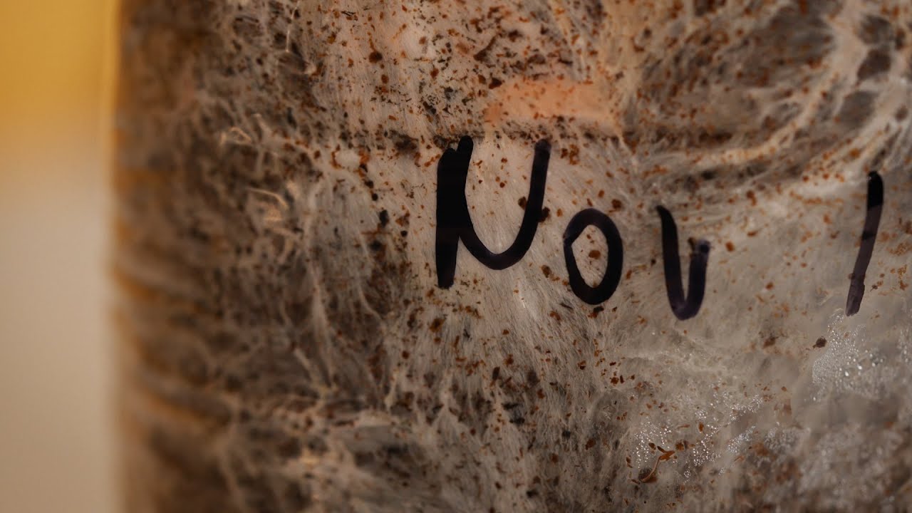 Hodowanie Grzybów: Jak Rozpoznać Dziadoską Grzybnię / Senecsence